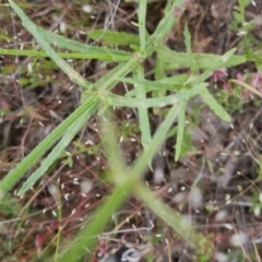 Wahlenbergia sp. at Bungendore, NSW - 27 Nov 2022 07:10 PM