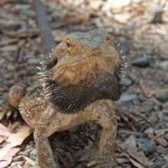 Pogona barbata (Eastern Bearded Dragon) at Hillgrove, NSW - 24 Nov 2022 by RobG1