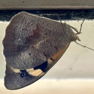 Heteronympha merope at Aranda, ACT - 27 Nov 2022 06:14 PM