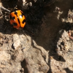 Coccinella transversalis (Transverse Ladybird) at Yass River, NSW - 25 Nov 2022 by SenexRugosus