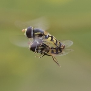 Simosyrphus grandicornis at Hawker, ACT - 27 Nov 2022