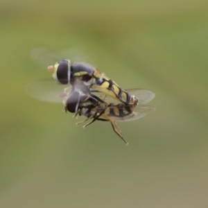 Simosyrphus grandicornis at Hawker, ACT - 27 Nov 2022