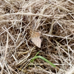 Scopula rubraria at Aranda, ACT - 27 Nov 2022 04:44 PM