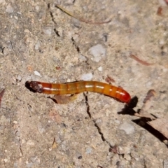 Tenebrionidae (family) (Darkling beetle) at Paddys River, ACT - 27 Nov 2022 by Venture