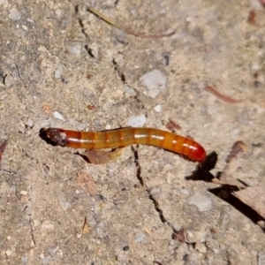 Tenebrionidae (family) at Tidbinbilla Nature Reserve - 27 Nov 2022