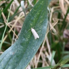 Tipanaea patulella at Aranda, ACT - 27 Nov 2022 by KMcCue