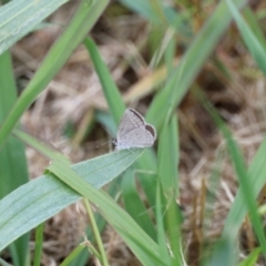 Zizina otis (Common Grass-Blue) at Aranda, ACT - 27 Nov 2022 by KMcCue