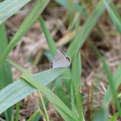 Zizina otis (Common Grass-Blue) at Aranda, ACT - 27 Nov 2022 by KMcCue