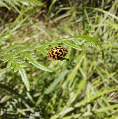 Cleobora mellyi (Southern Ladybird) at Paddys River, ACT - 27 Nov 2022 by Venture