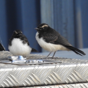 Rhipidura leucophrys at Kambah, ACT - 27 Nov 2022