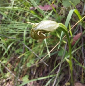 Pterostylis nutans at Paddys River, ACT - 27 Nov 2022