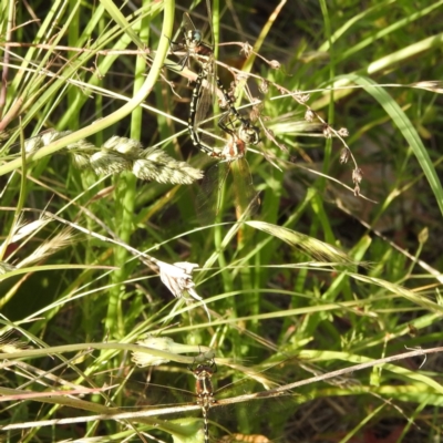 Synthemis eustalacta (Swamp Tigertail) at Paddys River, ACT - 27 Nov 2022 by HelenCross