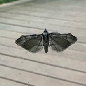 Chloroclystis approximata at Aranda, ACT - 27 Nov 2022