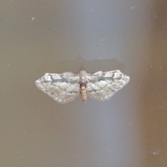 Chloroclystis approximata at Aranda, ACT - 27 Nov 2022