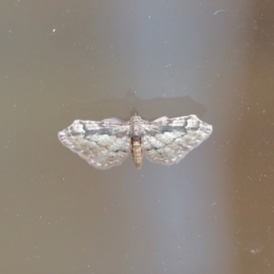 Chloroclystis approximata at Aranda, ACT - 27 Nov 2022