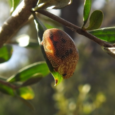 Paropsis atomaria (Eucalyptus leaf beetle) at Kambah, ACT - 27 Nov 2022 by HelenCross