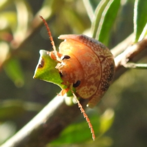 Paropsis atomaria at Kambah, ACT - 27 Nov 2022