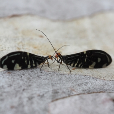 Porismus strigatus (Pied Lacewing) at Melba, ACT - 26 Feb 2022 by naturedude