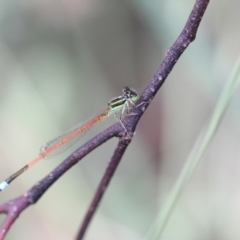 Ischnura aurora (Aurora Bluetail) at Melba, ACT - 26 Feb 2022 by naturedude