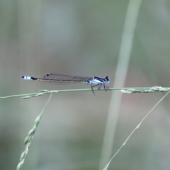 Ischnura heterosticta (Common Bluetail Damselfly) at Melba, ACT - 26 Feb 2022 by naturedude