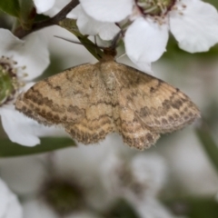 Scopula rubraria at Hawker, ACT - 27 Nov 2022