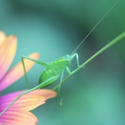 Caedicia simplex (Common Garden Katydid) at Melba, ACT - 26 Feb 2022 by naturedude