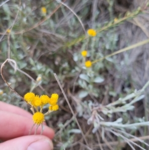 Chrysocephalum apiculatum at Bungendore, NSW - 27 Nov 2022