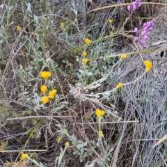 Chrysocephalum apiculatum at Bungendore, NSW - 27 Nov 2022