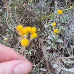 Chrysocephalum apiculatum at Bungendore, NSW - 27 Nov 2022