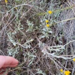 Chrysocephalum apiculatum at Bungendore, NSW - 27 Nov 2022