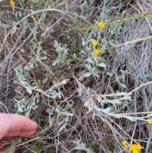 Chrysocephalum apiculatum at Bungendore, NSW - 27 Nov 2022