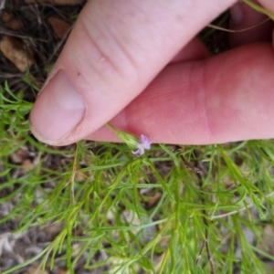 Vittadinia muelleri at Bungendore, NSW - 27 Nov 2022