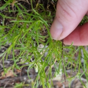 Vittadinia muelleri at Bungendore, NSW - 27 Nov 2022