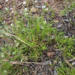 Vittadinia muelleri at Bungendore, NSW - 27 Nov 2022