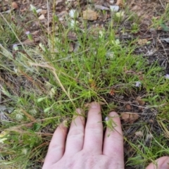 Vittadinia muelleri at Bungendore, NSW - 27 Nov 2022