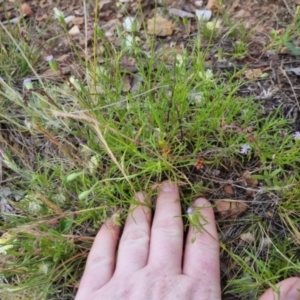 Vittadinia muelleri at Bungendore, NSW - 27 Nov 2022