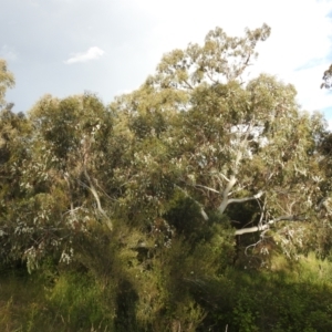 Eucalyptus pauciflora subsp. pauciflora at Lions Youth Haven - Westwood Farm A.C.T. - 27 Nov 2022