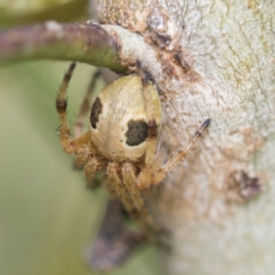 Salsa fuliginata (Sooty Orb-weaver) at Hawker, ACT - 27 Nov 2022 by AlisonMilton