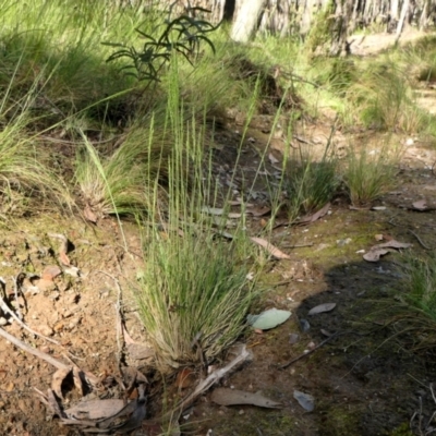 Poa sieberiana (Poa Tussock) at Yass River, NSW - 25 Nov 2022 by SenexRugosus