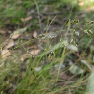 Poa sieberiana at Yass River, NSW - 25 Nov 2022 04:22 PM