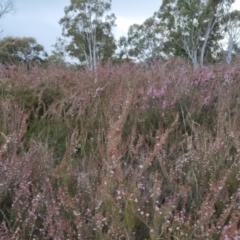 Kunzea parvifolia at Bungendore, NSW - 27 Nov 2022