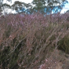 Kunzea parvifolia at Bungendore, NSW - 27 Nov 2022