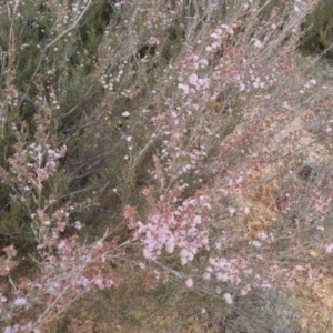 Kunzea parvifolia at Bungendore, NSW - 27 Nov 2022