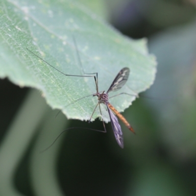 Ptilogyna sp. (genus) (A crane fly) at Melba, ACT - 6 Mar 2022 by naturedude