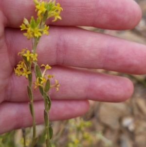 Pimelea curviflora at Bungendore, NSW - 27 Nov 2022