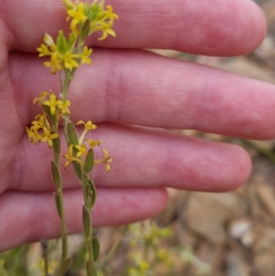 Pimelea curviflora (Curved Rice-flower) at Bungendore, NSW - 27 Nov 2022 by clarehoneydove