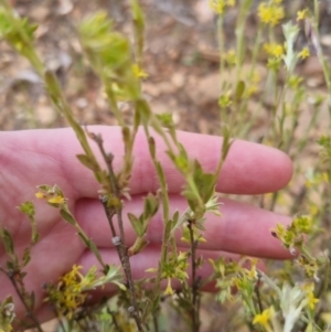 Pimelea curviflora at Bungendore, NSW - 27 Nov 2022