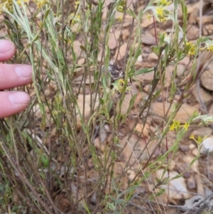 Pimelea curviflora at Bungendore, NSW - 27 Nov 2022