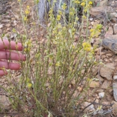 Pimelea curviflora at Bungendore, NSW - 27 Nov 2022