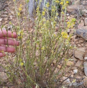 Pimelea curviflora at Bungendore, NSW - 27 Nov 2022